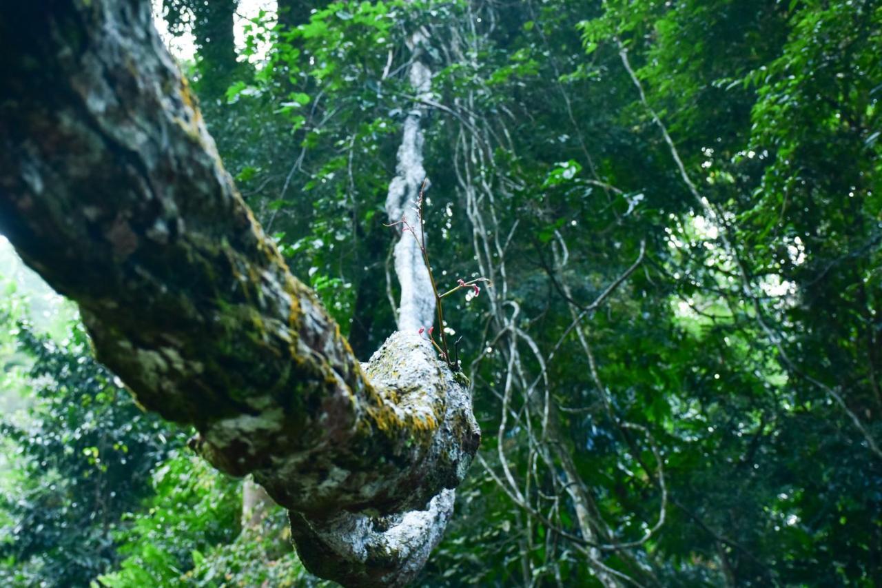 Sinharaja Kurulu Ella Eco Resort Deniyaya Ngoại thất bức ảnh