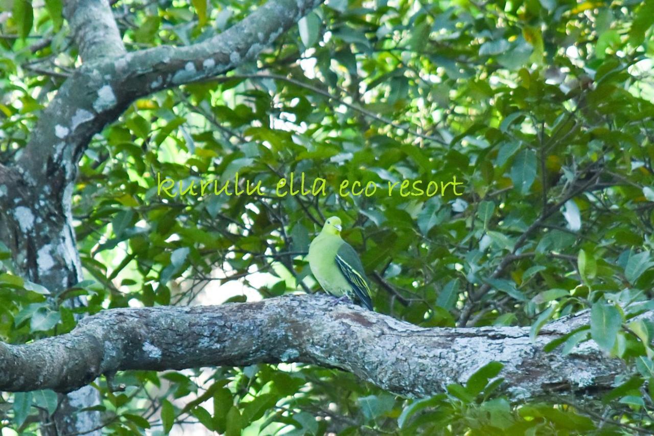 Sinharaja Kurulu Ella Eco Resort Deniyaya Ngoại thất bức ảnh